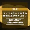 メイプルリーフ金貨 偽物